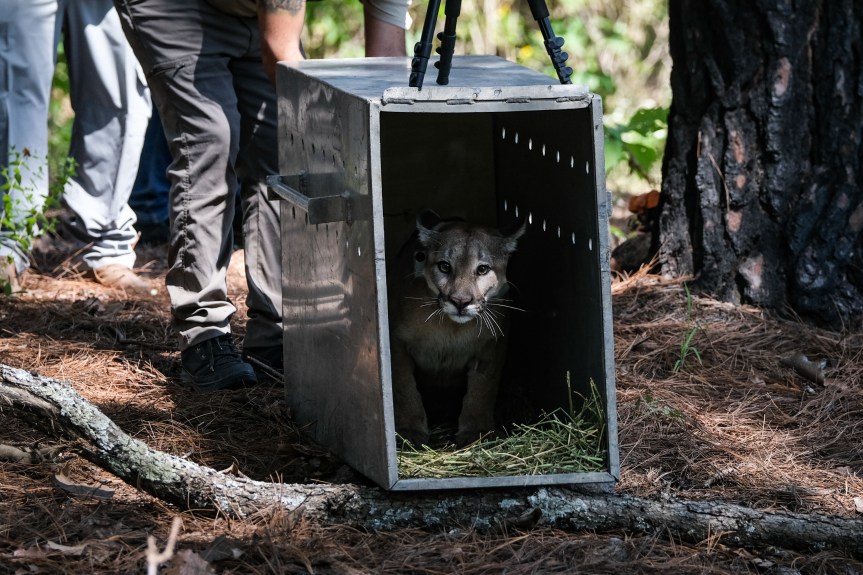Liberan a puma en el Bosque de la&nbsp;Primavera.