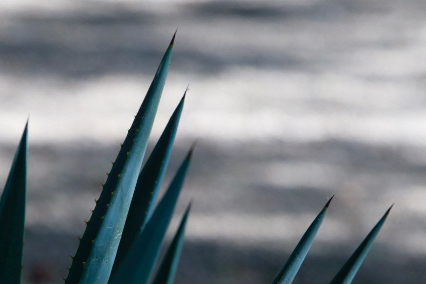 Entregarán planta de tratamiento de&nbsp;vinazas.