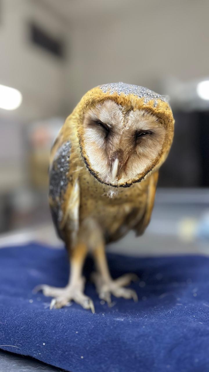 Resguardan polluelo de lechuza en Zacoalco de&nbsp;Torres.