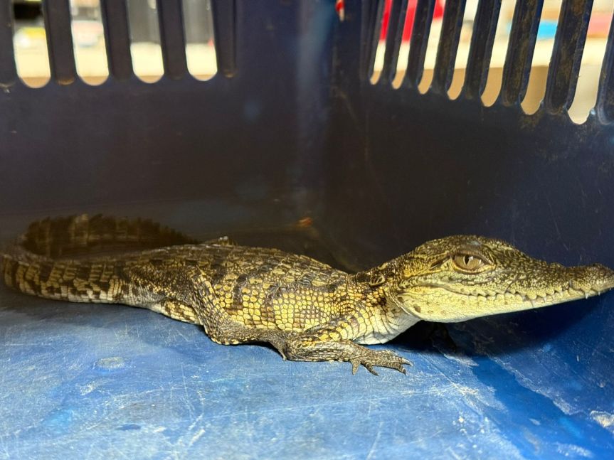 Rescatan cocodrilo de pantano en&nbsp;Tonalá.