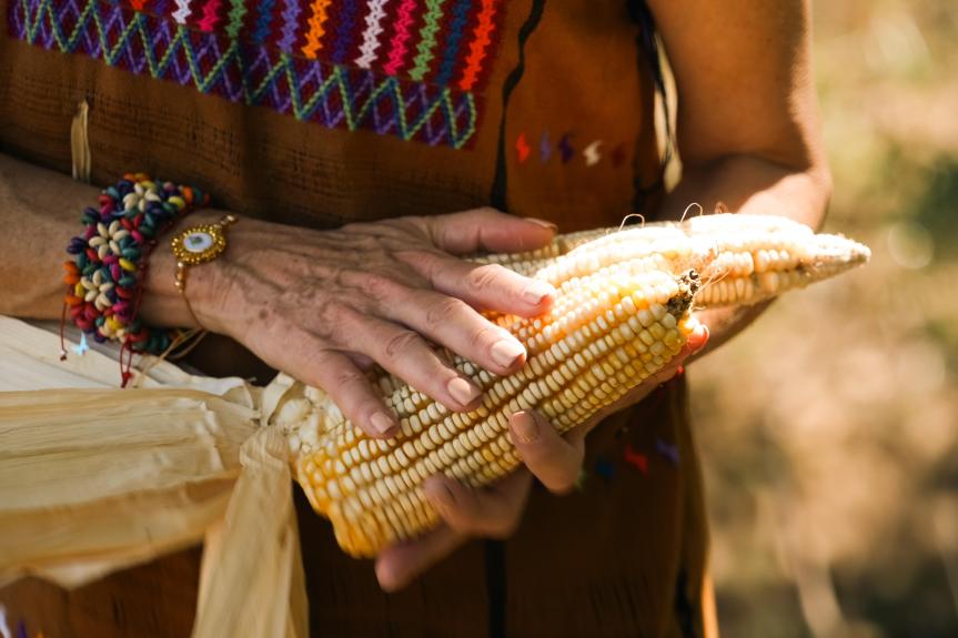 Sheinbaum impulsa Reforma constitucional para proteger el&nbsp;maíz.