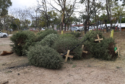 Zapopan recolectará árboles&nbsp;navideños.