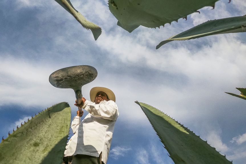 Facilitan registro de productores de agave para venta&nbsp;directa.
