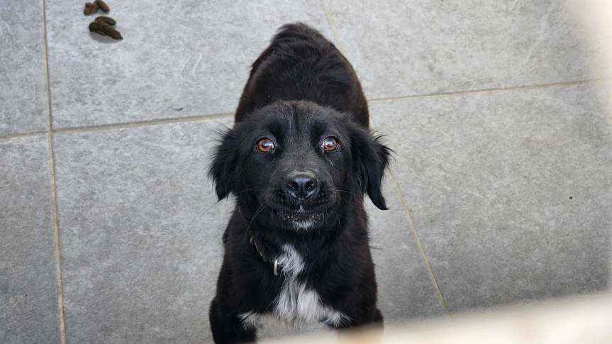 Rescatan a perros&nbsp;maltratados.