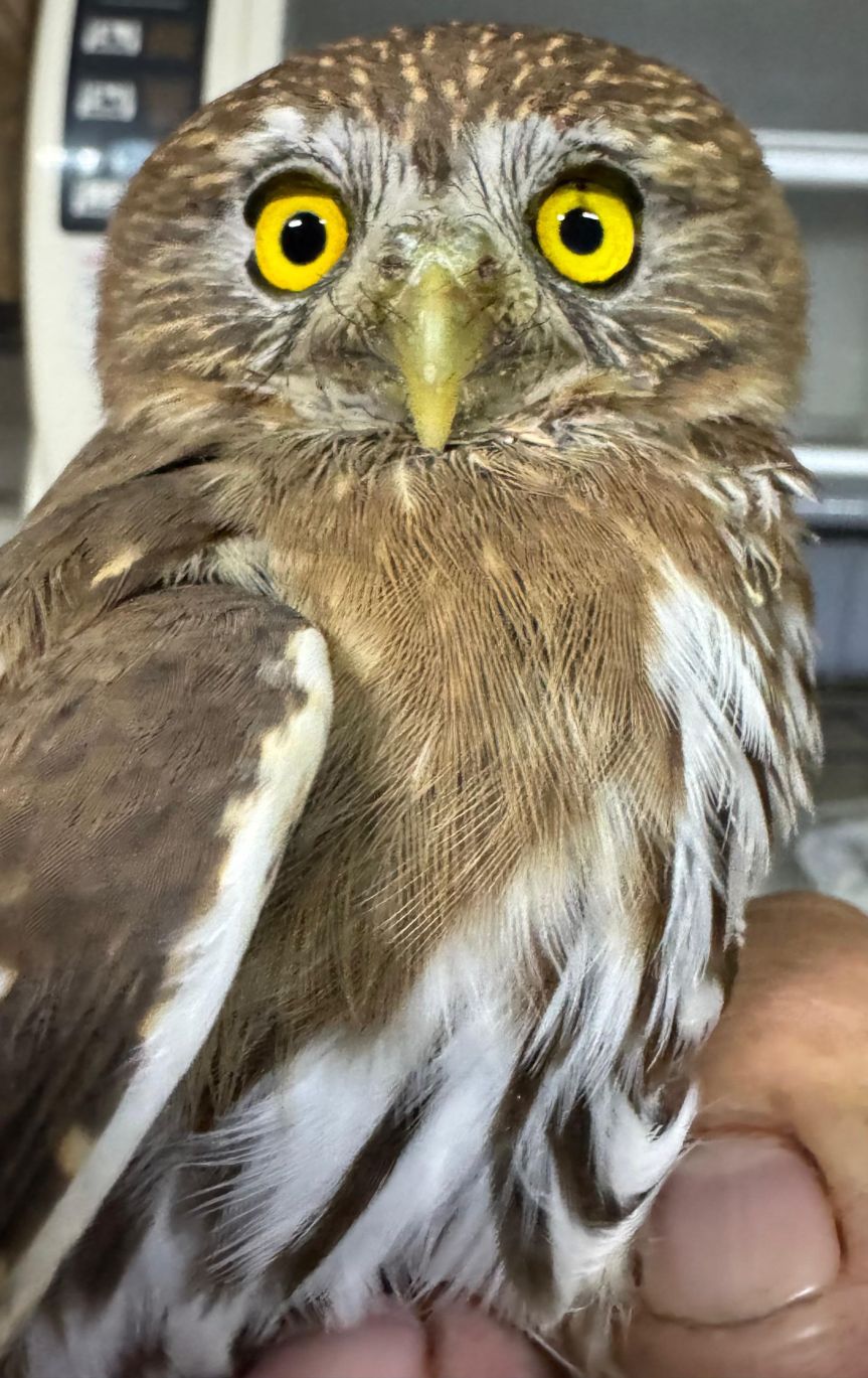 Resguardan a búho.