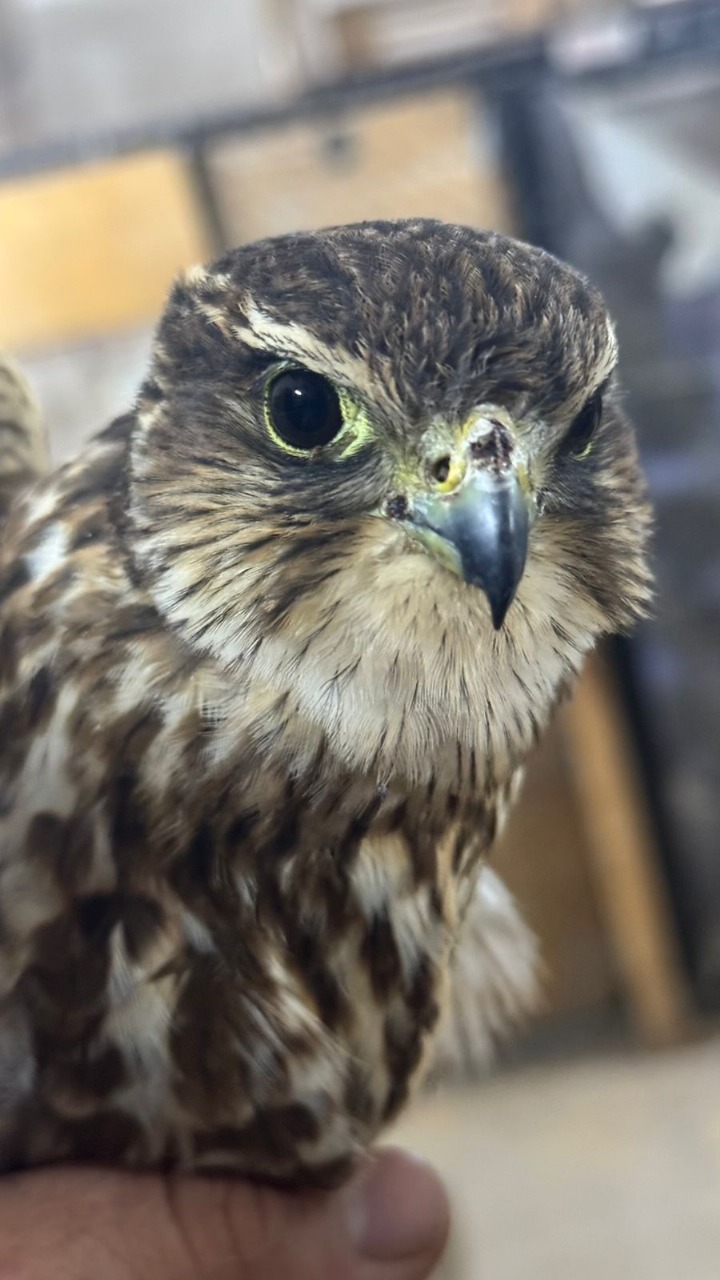 Rescatan a Halcón Esmerejón en&nbsp;Guadalajara.