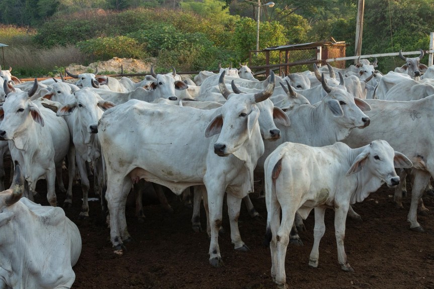 México reanuda exportación de ganado bovino a EE.&nbsp;UU.