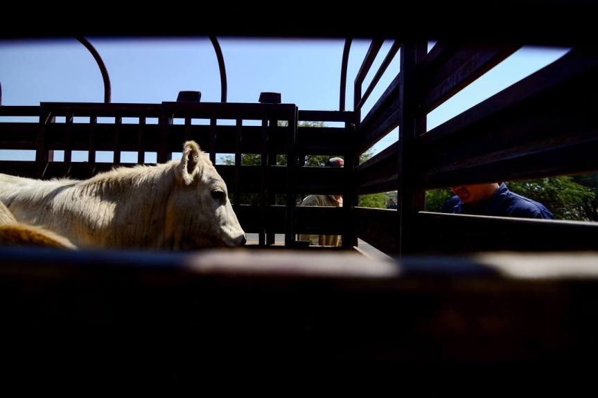 Refuerzan prevención contra el Gusano Barrenador del Ganado en&nbsp;Jalisco.