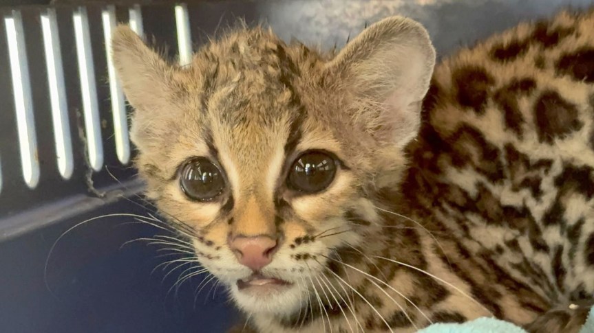 Rescatan a tigrillo en peligro de&nbsp;extinción.