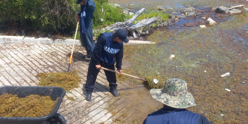 Inician trabajos para mitigar el sargazo en&nbsp;Mahahual.