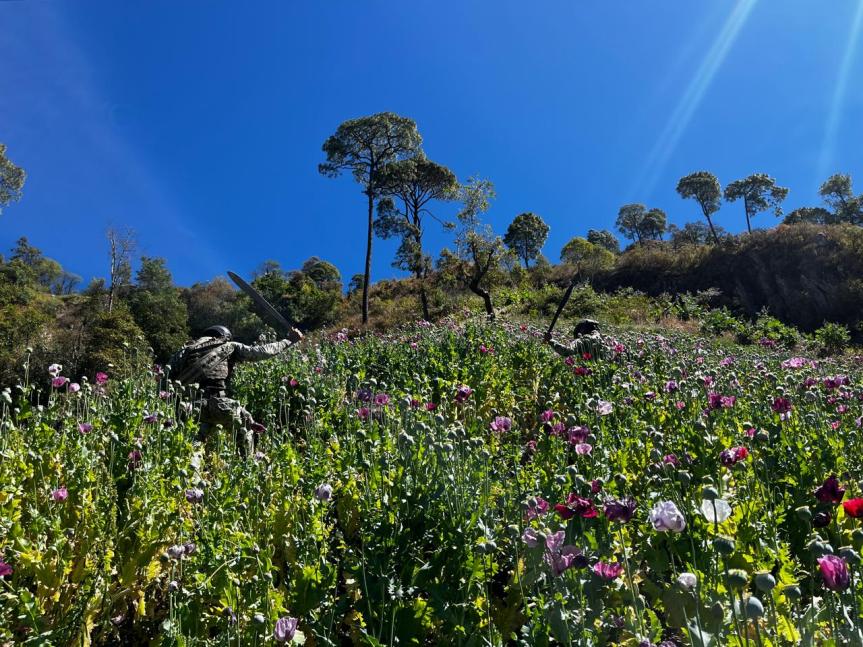 Destruyen más de tres millones de plantas de amapola en&nbsp;Nayarit.