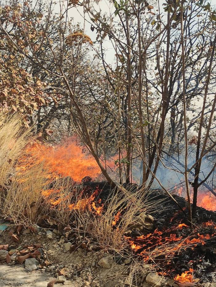 Refuerzan vigilancia para prevenir incendios&nbsp;forestales.