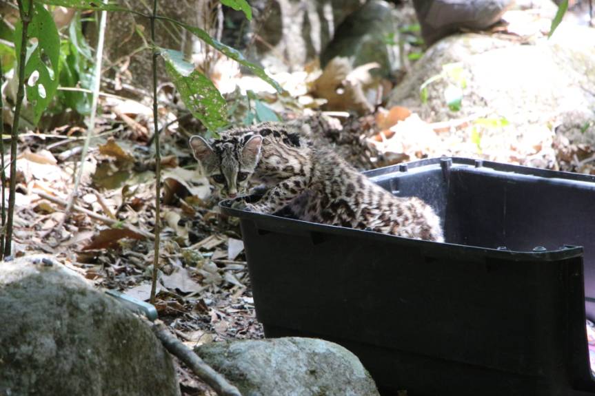 Regresa a su hábitat tigrillo rescatado en&nbsp;Colima.