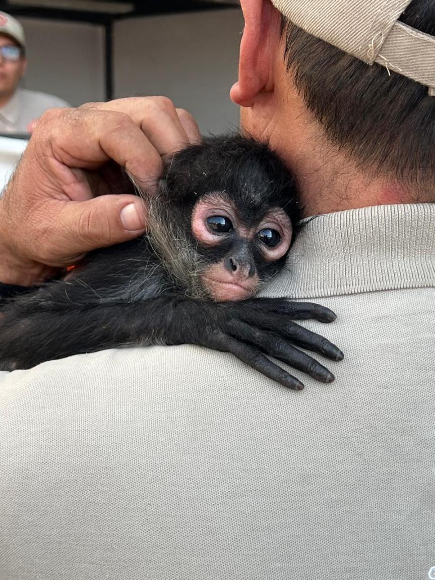 Rescatan a un mono araña en&nbsp;Tlaquepaque.