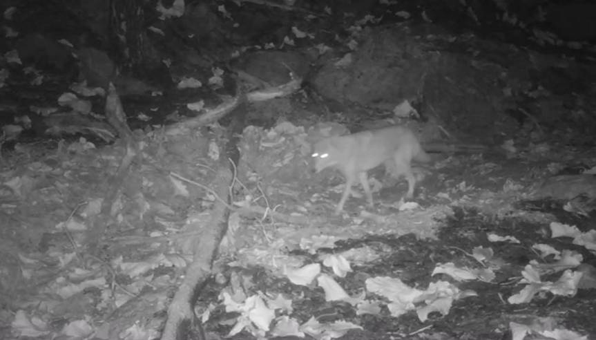 Oasis en La Primavera ayuda al regreso de fauna tras&nbsp;incendio.