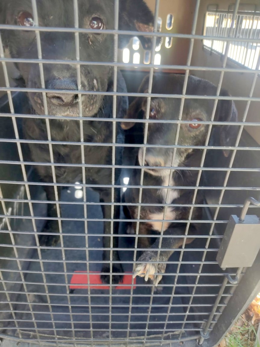 Rescatan a 20 perros en abandono en hacienda Santa&nbsp;Fé.