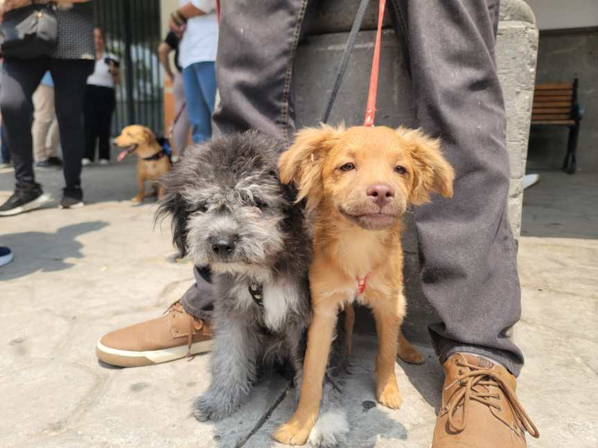 Arrancan brigada “ Huellitas ” para proteger a&nbsp;mascotas.