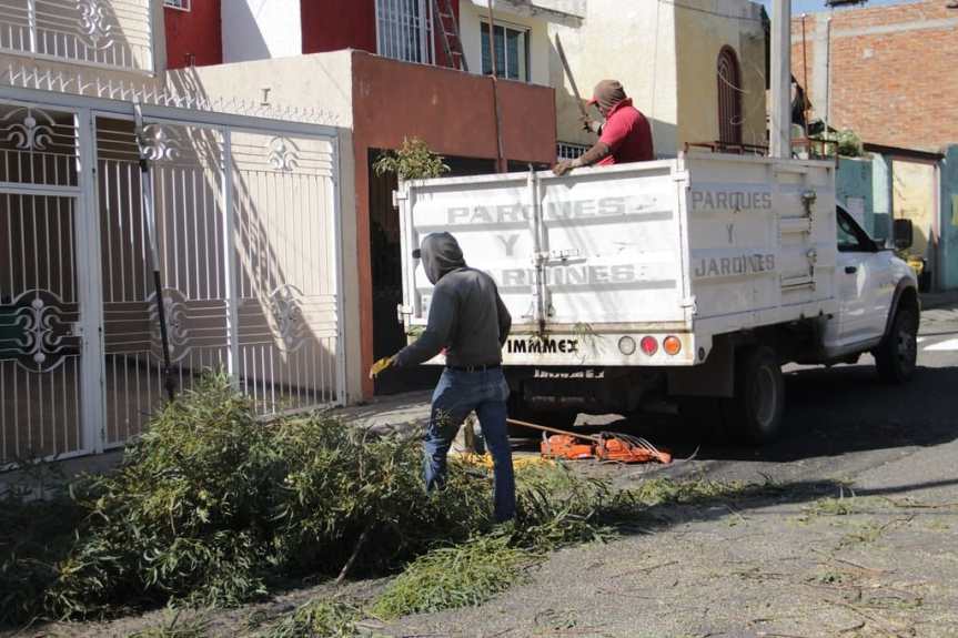 Retiran árboles secos y en&nbsp;riesgo.