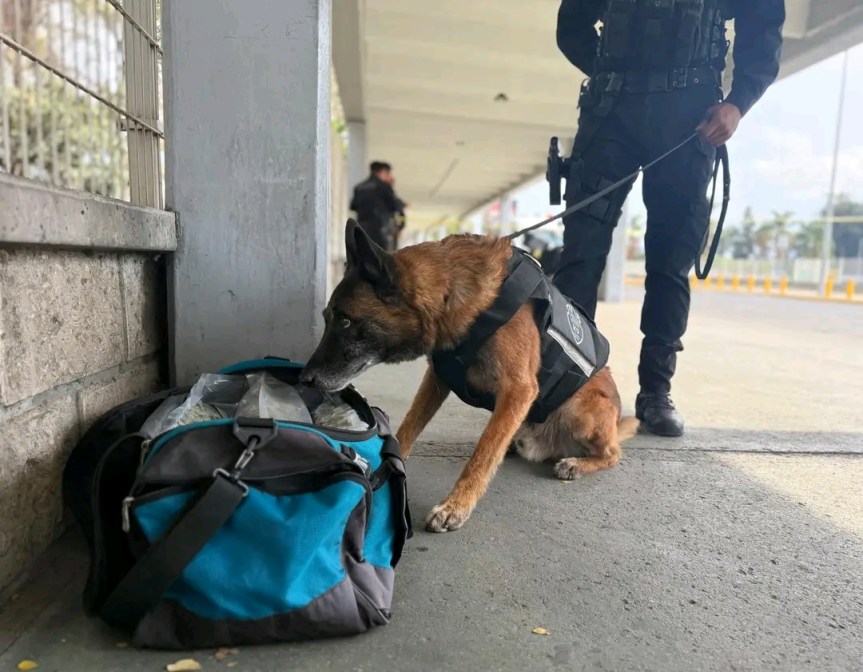 Hallan marihuana en maleta abandonada entre&nbsp;andenes.