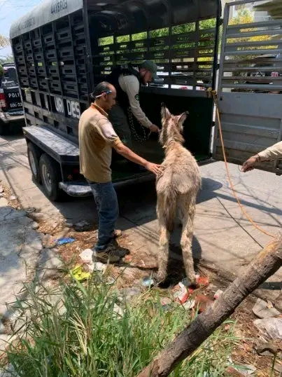 Rescatan a burrita y perro en&nbsp;abandono.
