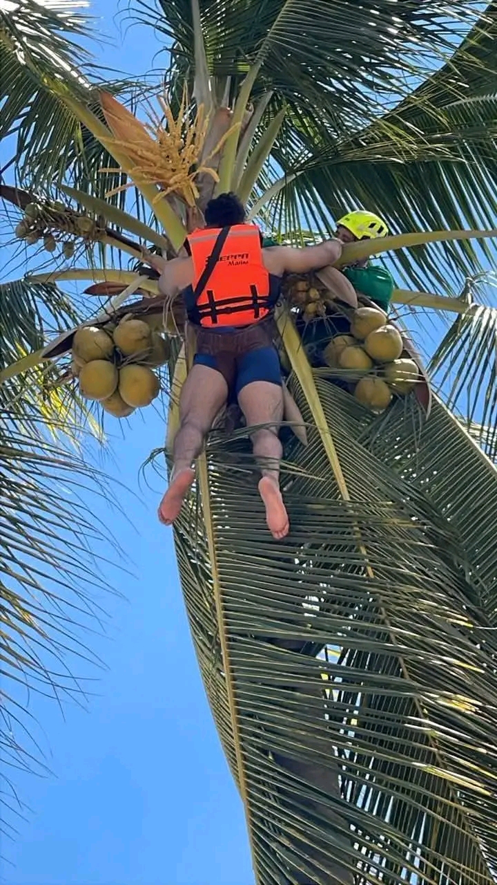 Rescatan a joven atrapado en&nbsp;palmera,