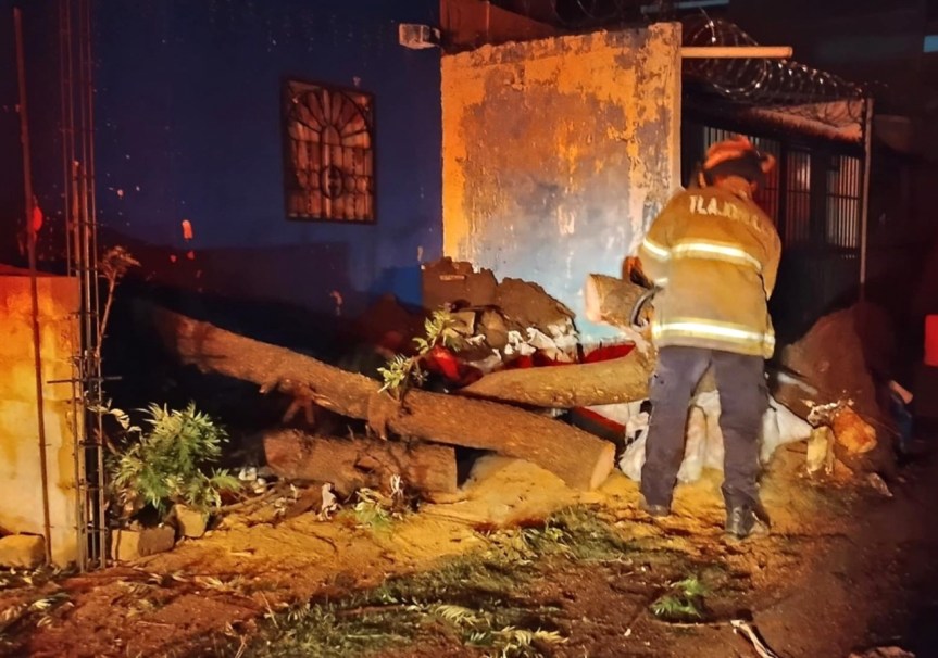 Lluvias y vientos derriban árboles en&nbsp;Tlajomulco.
