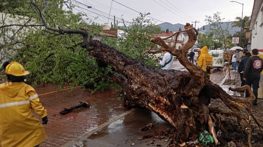 Lluvia intensa causa encharcamientos y caída de&nbsp;árboles.