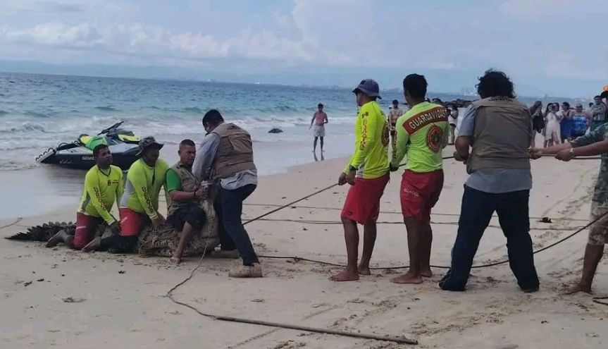 Capturan cocodrilo de casi 4 metros, en Puerto&nbsp;Vallarta.