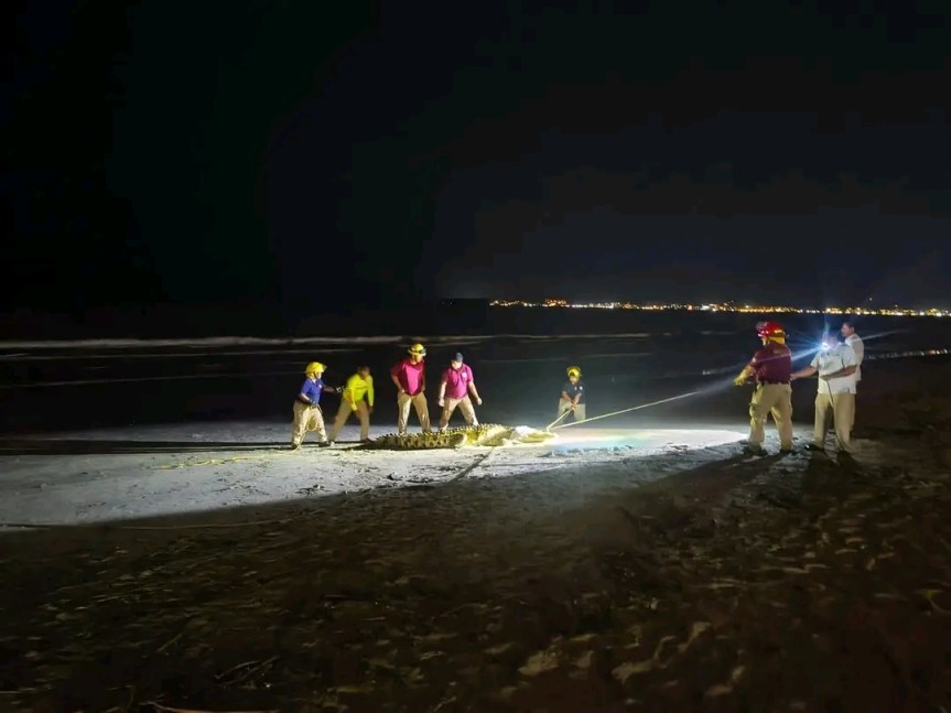 Capturan cocodrilo en zona hotelera de&nbsp;Nayarit.