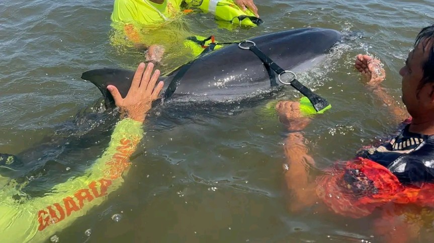 Rescatan a delfín varado en playa de San&nbsp;Blas.