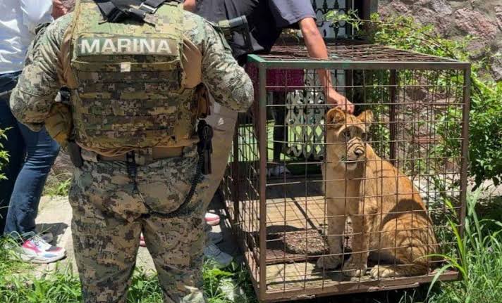 Aseguran cachorro de león africano en Puerto&nbsp;Vallarta.
