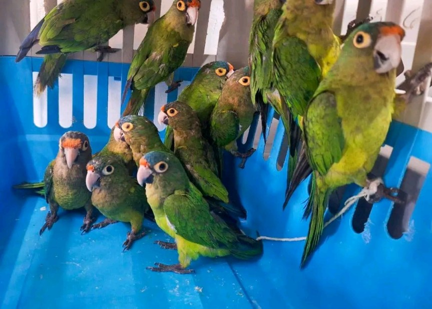 Rescatan 40 aves silvestres en Guadalajara y&nbsp;Tonalá.