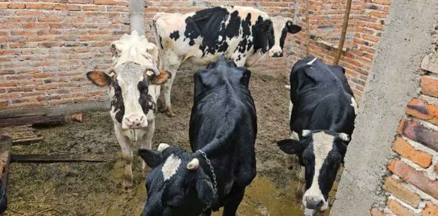 Cateo en Lagos de Moreno deja aseguramiento de&nbsp;ganado.