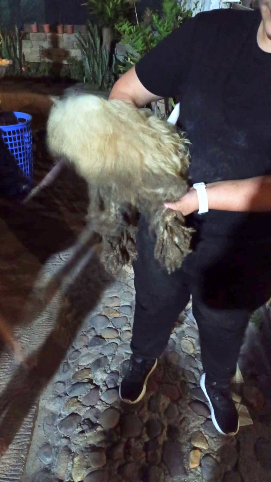 Rescatan a perrito que cayó en&nbsp;zanja.