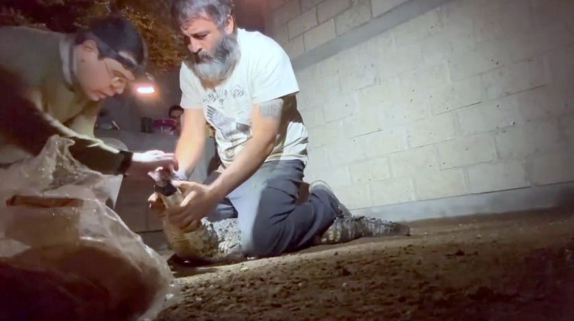 Hallan cocodrilo en&nbsp;Tlajomulco.