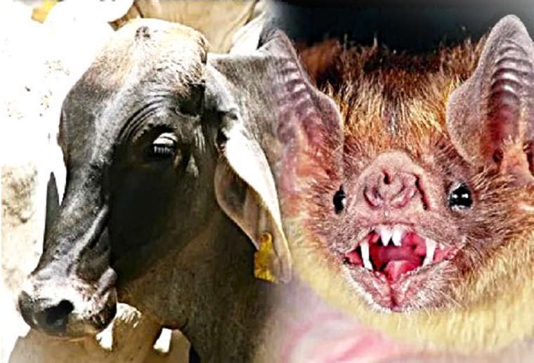 Fallece hombre por rabia tras contacto con&nbsp;bovino.