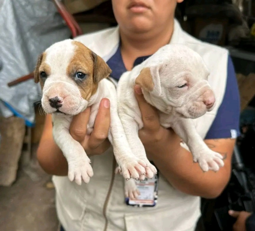Rescatan a más de 10 animales víctimas de&nbsp;maltrato.