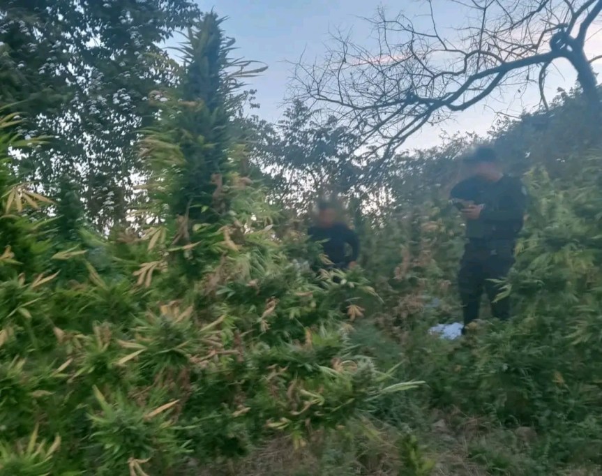 Desmantelan Mega-Cultivo de Marihuana en&nbsp;Tequila.