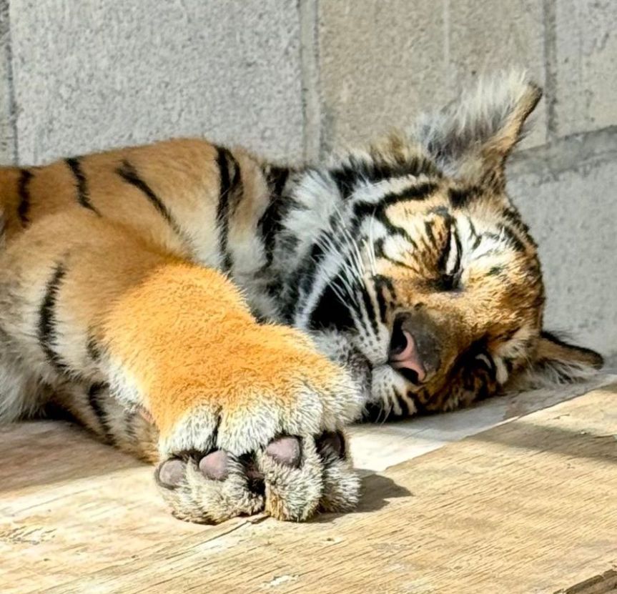 Recibe Tlajomulco a cría de tigre asegurada por la&nbsp;Profepa.