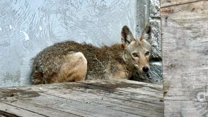 Liberan Fauna Rehabilitada en Bosque La&nbsp;Primavera.