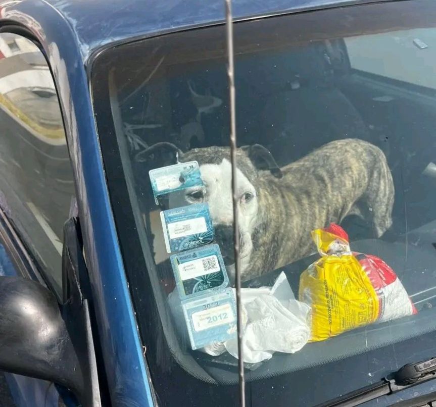 Salvan a Perro Encerrado en&nbsp;Vehículo.