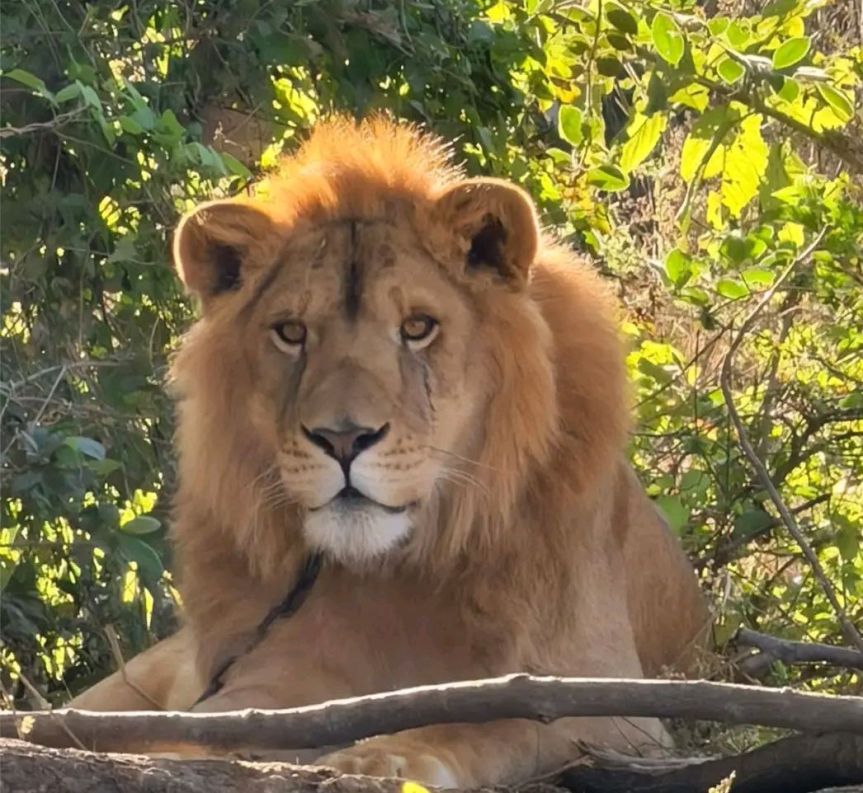 Rescatan a león abandonado y en campo de agave de&nbsp;Nayarit.