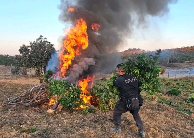 Destruyen 13 mil plantas de marihuana en Tequila&nbsp;Jalisco.