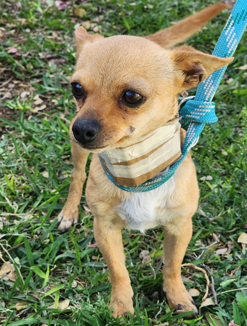 Refuerzan sanciones por maltrato&nbsp;animal.