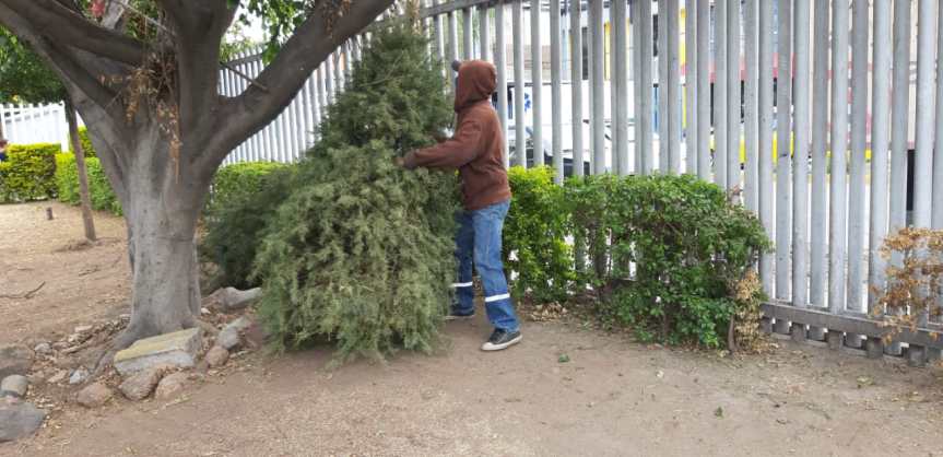 Inicia la recolección de árboles navideños, en enero de&nbsp;2026.