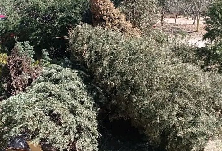 Lanzan una campaña de acopio de árboles&nbsp;navideños.