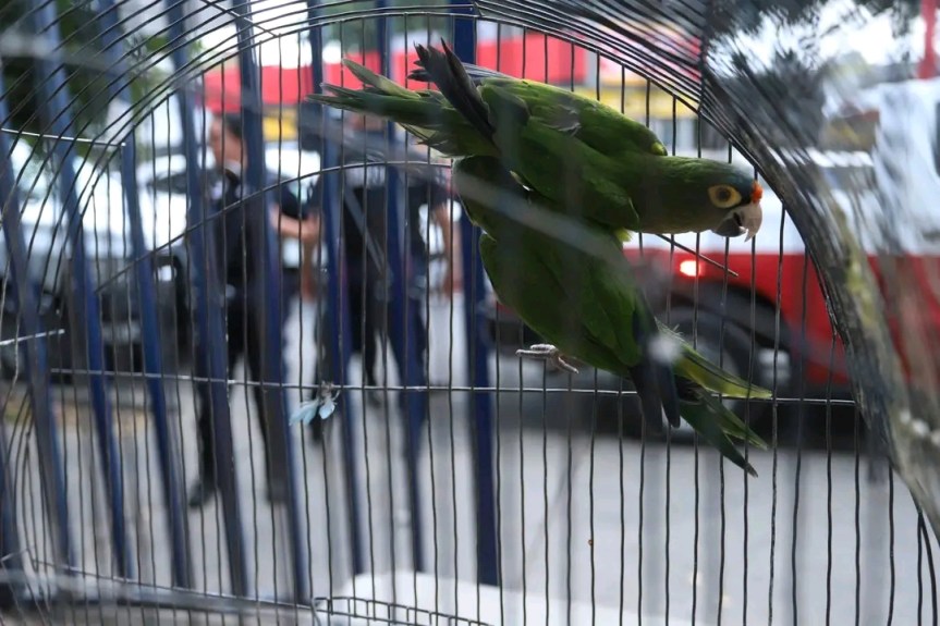 Rescatan a seis aves y un conejo&nbsp;abandonados.