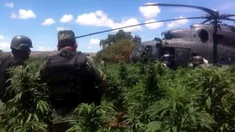 Incineran tres plantíos de marihuana en Tequila,&nbsp;Jalisco