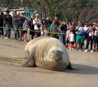 Elefante marino sorprende en Playa Los&nbsp;Ayala.
