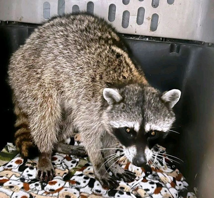 Rescatan mapache atrapado en pozo de&nbsp;absorción.